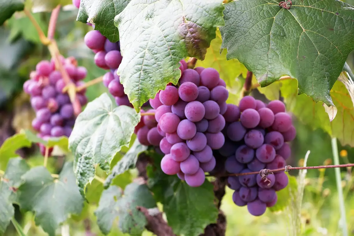 racimo de uvas antes de la poda