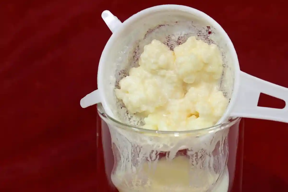 Colador de plástico y frasco de vidrio utilizados para el mantenimiento de los búlgaros.