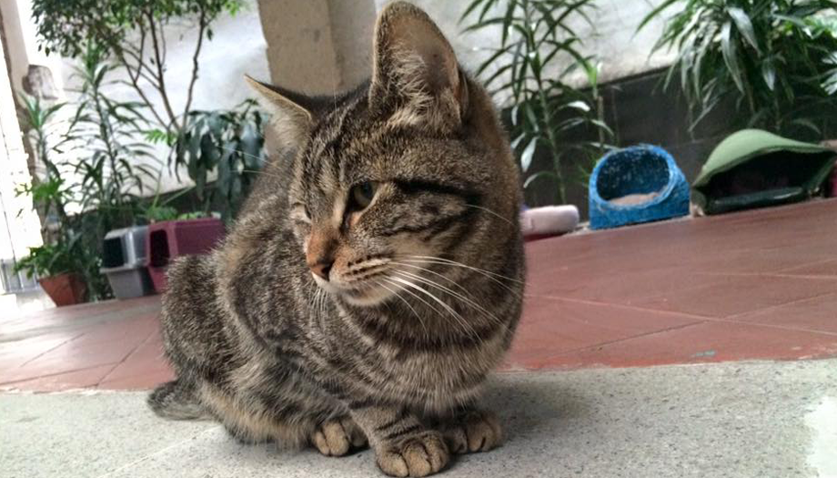 La envidiable vida de los gatos en el Claustro de Sor Juana