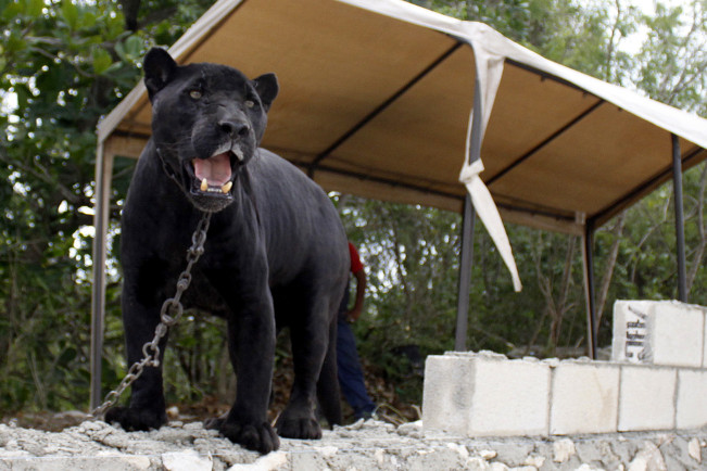 Crece el peligro de extinción del jaguar en Quintana Roo