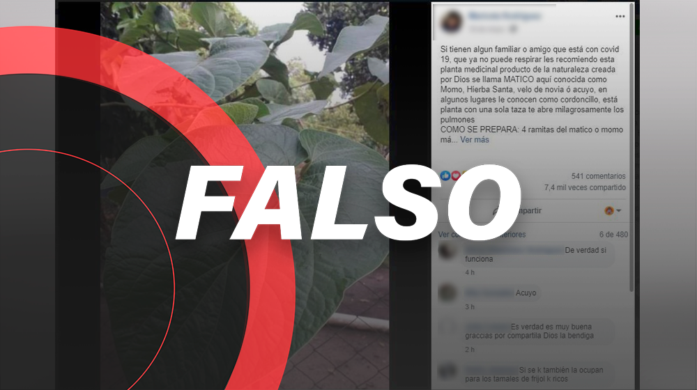 La hoja santa no cura la COVID-19 ni 'abre los pulmones'