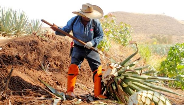 La belleza del oficio de un jimador en los campos de agave para tequila