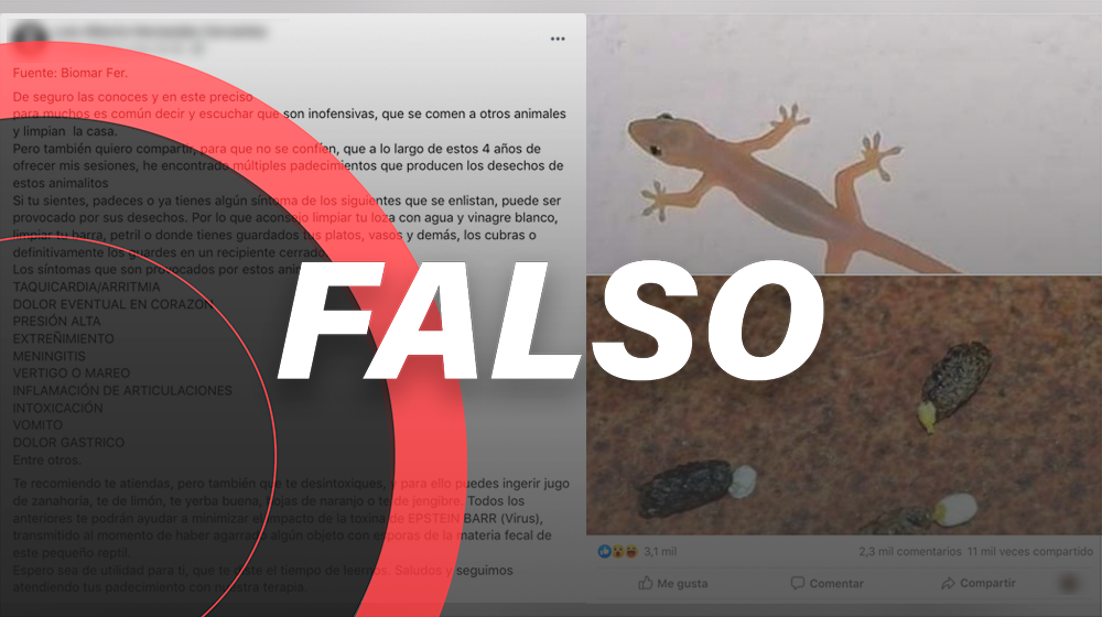 ¡No te hacen nada! *Es falso que las cuijas hacen daño* (y hay gente que las mata)