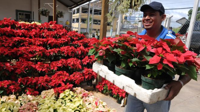 El fascinante origen mexicano de la poinsettia, la planta navideña por excelencia