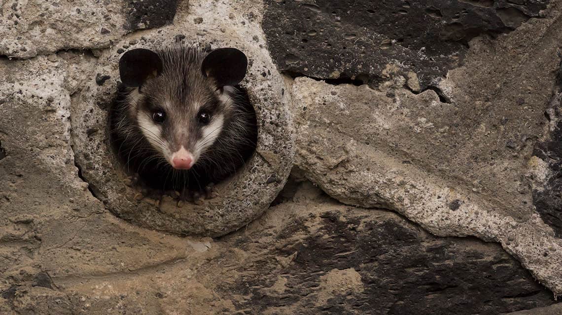 *'Fauna de la Ciudad de México'*: el increíble proyecto para conocer a los animalitos chilangos