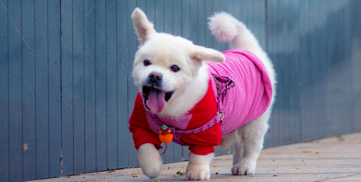 ¡Wof, wof! Consiente a tu mascota con una *rosca de reyes para perros*