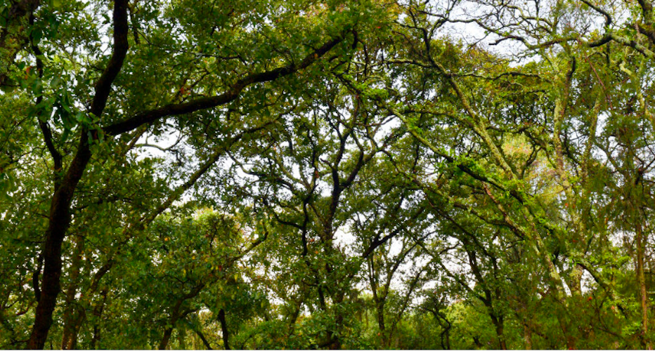 Flor del bosque: la defensa forestal bajo el acecho de inmobiliarias