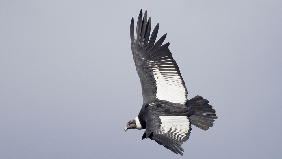 El misterio de por qué el cóndor, una de las aves más grandes del mundo, hace su nido en Chile pero se alimenta en Argentina