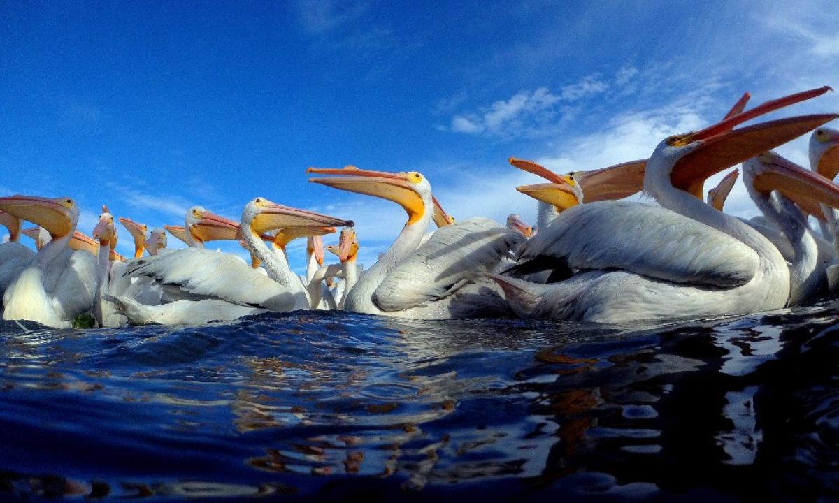 Petatán, la isla en Michoacán donde *cada año llegan pelícanos borregones* desde Canadá