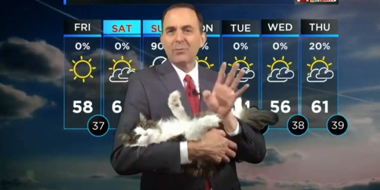 AWWW: las transmisiones de TV más tiernas *interrumpidas por gatitos y perritos*
