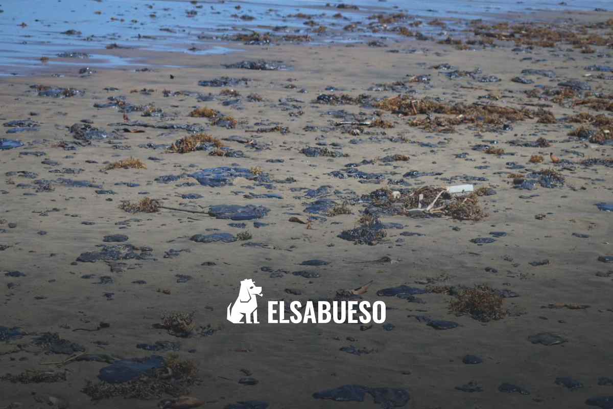 A 25 días del derrame de petróleo en el Golfo de México: 630 kilómetros afectados y sin origen claro