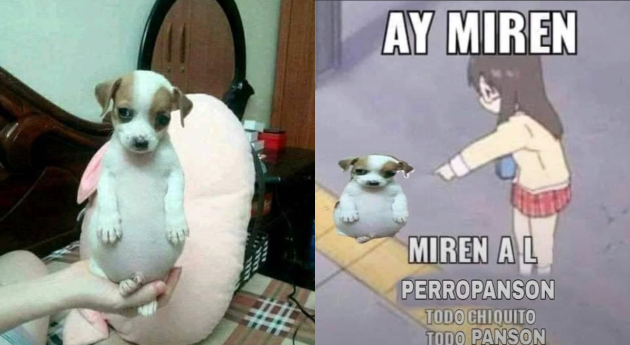 'Todo chiquito, todo panson': *El origen del perrito panzón y sus mejores memes*