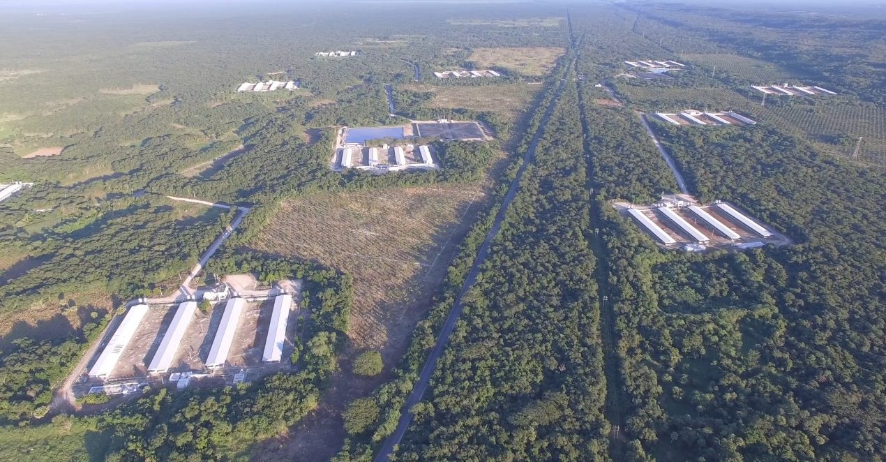 Las irregularidades de las granjas porcícolas en Yucatán