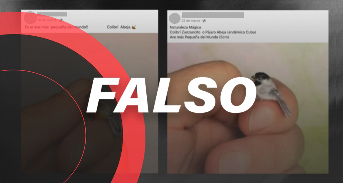 Muy bonitas, pero *estas no son las aves más pequeñas del mundo, son figuras en miniatura*