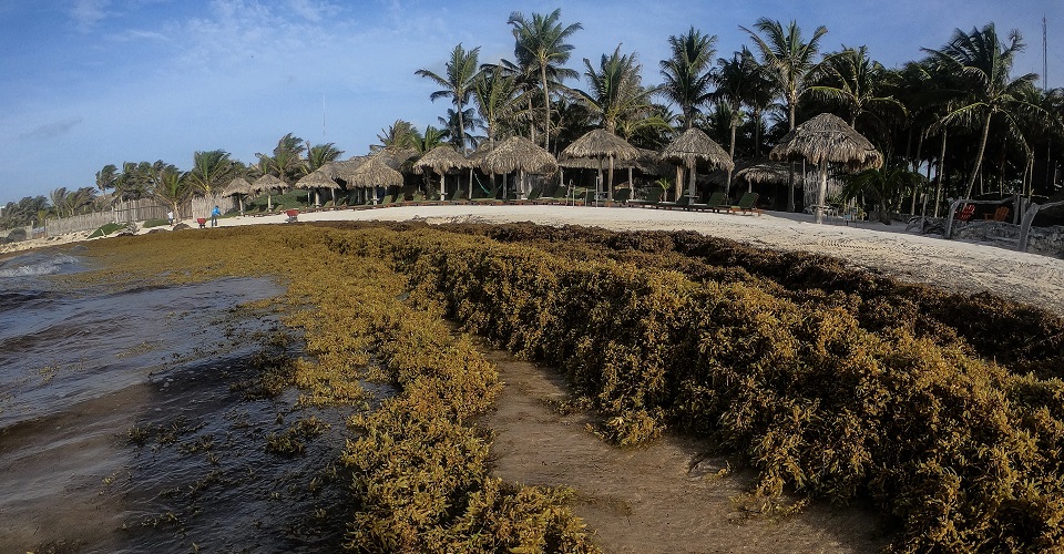 El semáforo del sargazo: qué playas del Caribe mexicano están limpias