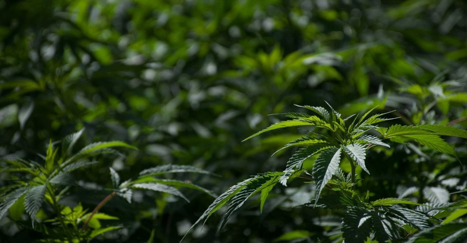 #CannabisLegal: Senado aprueba la regulación del uso de mariguana