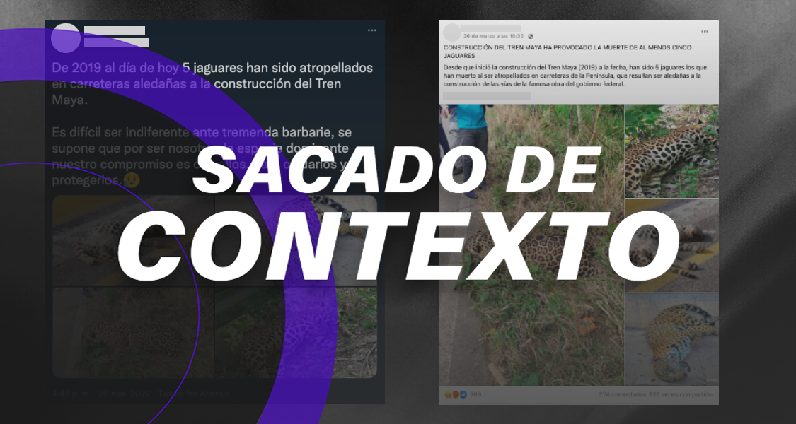 Estas fotos no muestran a jaguares que murieron por el Tren Maya