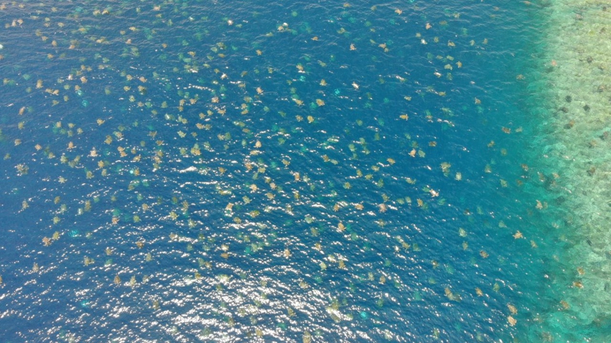 ¡Nuestro planeta es hermoso! *Así se ven más de 64 mil tortugas en el mar*