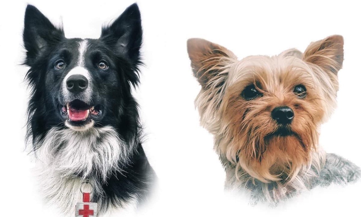 Athos y Tango: *lo que sabemos de los perritos rescatistas que fueron envenenados*