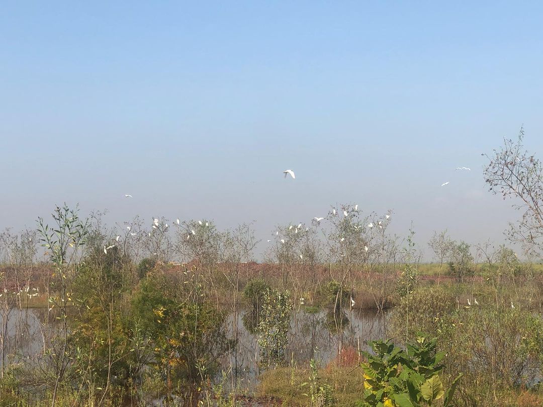 Aves, ranitas, ajolotes: *los animalitos que viven en el Lago de Texcoco*