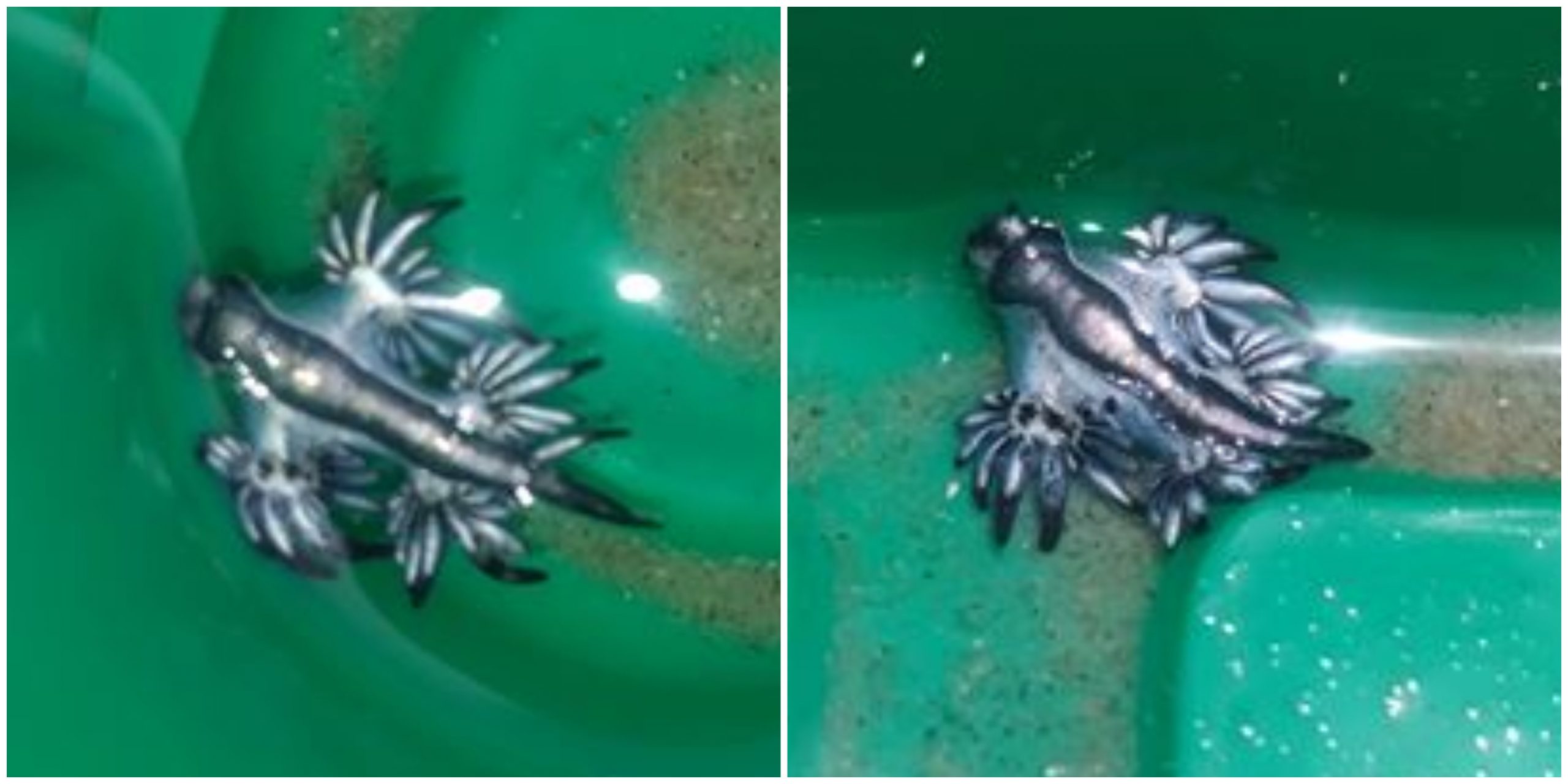 Chiquitos pero peligrosos: Te contamos cómo son los *dragones azules que encontraron en EU*