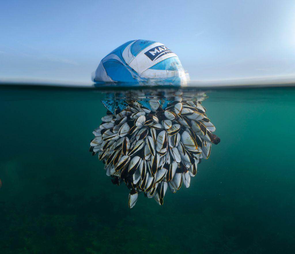 Las impresionantes fotos de vida silvestre ganadoras de los British Wildlife Photography Awards