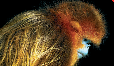 Adiós a los animales; cómo los humanos hemos provocado su extinción masiva y por qué debería preocuparnos