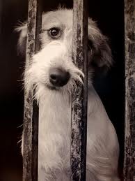 A partir de hoy, cárcel a quien maltrate animales en el DF