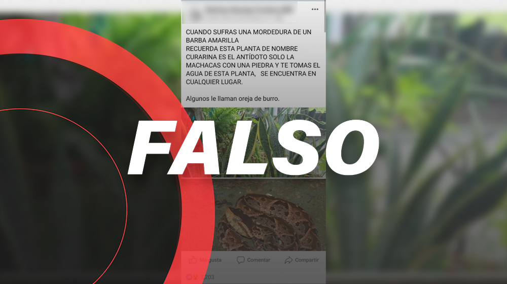 Esta plantita no es antídoto para mordedura de la *serpiente 'barba amarilla'*