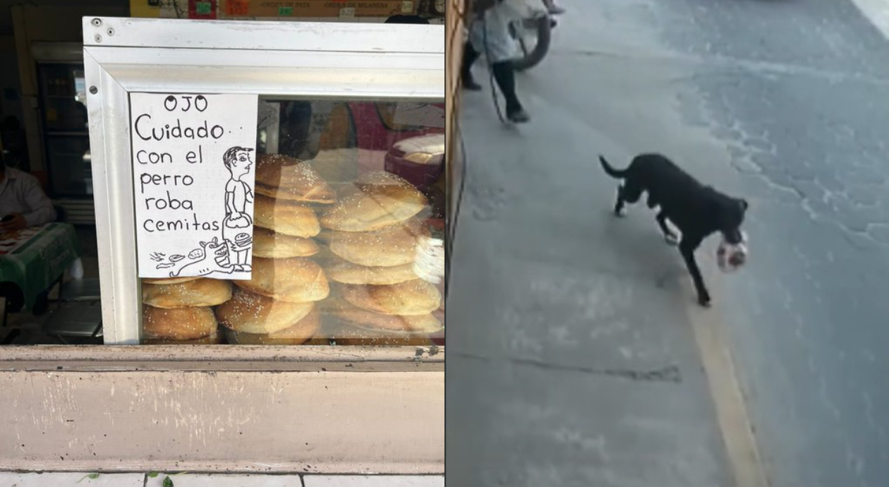 ¡Solo tenía hambre! *Perrito roba cemitas en Puebla y es lo más tierno que verás hoy*