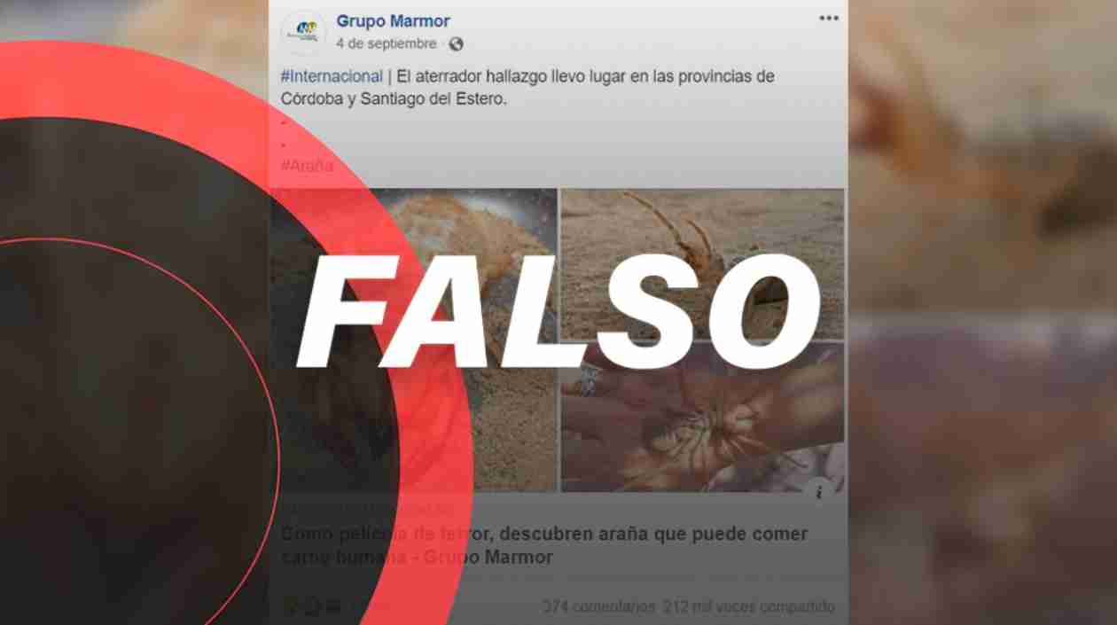 ¡Relájate! Este bicho *ni es araña, ni es venenoso, ni come carne humana*