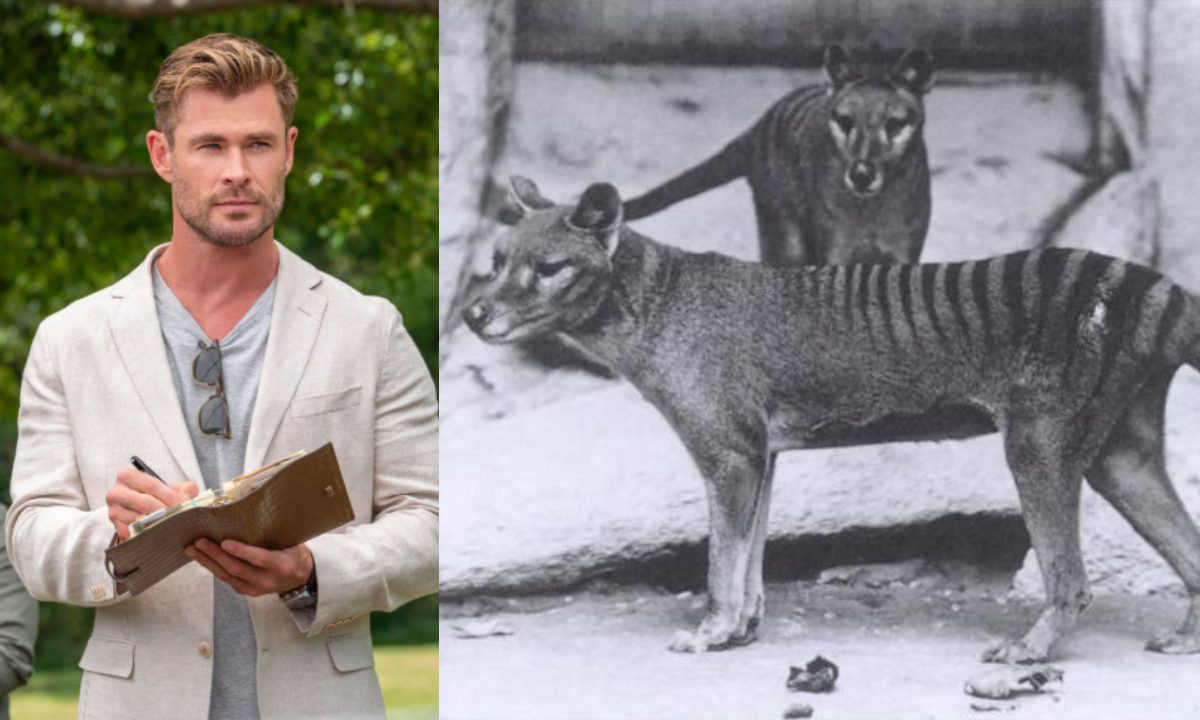 Chris Hemsworth busca deshacer la extinción: *el plan para revivir al tigre de Tasmania*