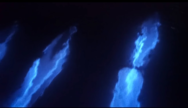 El mar es más bonito sin nosotrxs: *delfines nadan en el agua bioluminiscente*