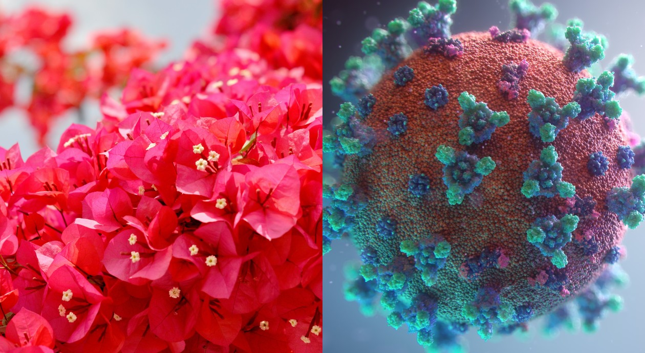 Ni muy muy, ni tan tan: *la bugambilia no es cura para covid (ni el gobierno la recomienda)*