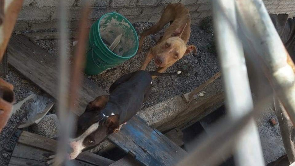 Obligan a dueño a pagar gastos médicos de mascotas en mal estado en Guerrero