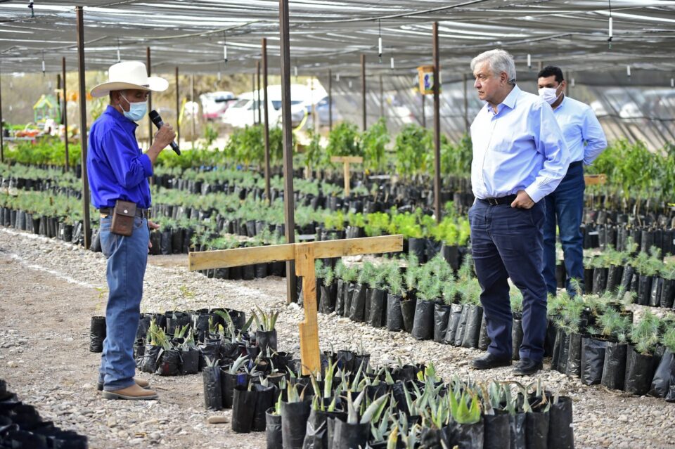 Entrega de apoyos sin comprobar deja anomalías por 8.4 mdp en Sembrando Vida