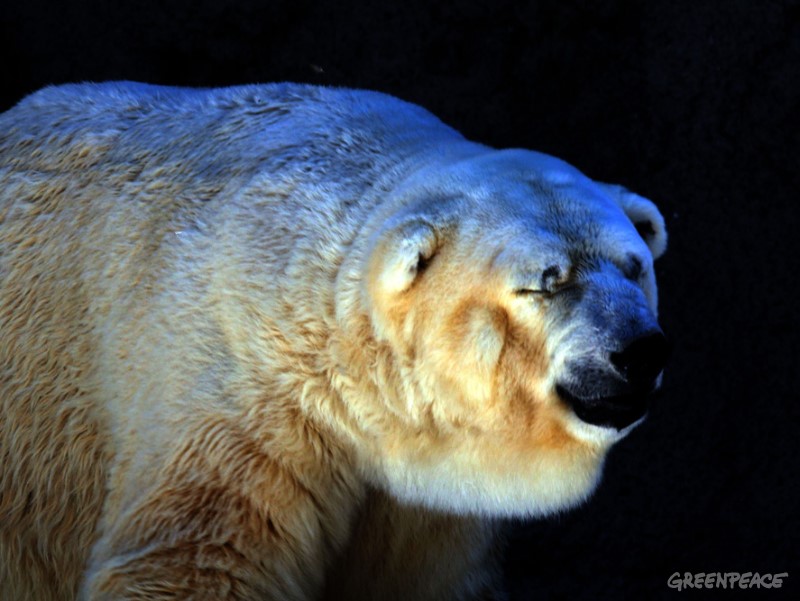 La polémica muerte de Arturo, el último oso polar de Argentina