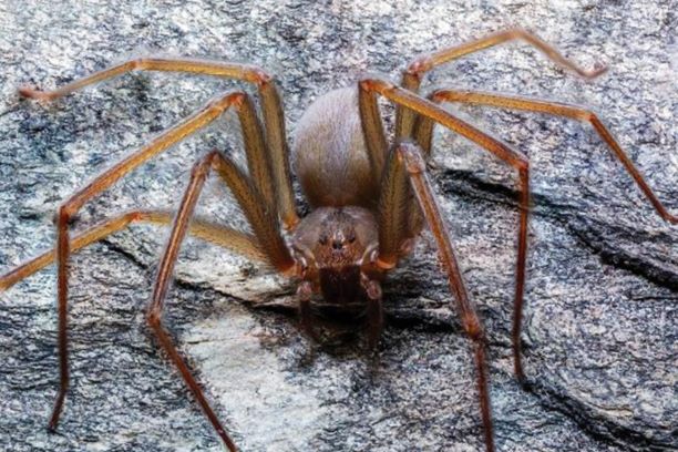 Estudiantes hallan *nueva especie de araña violinista* ¡Calma! Conócela primero