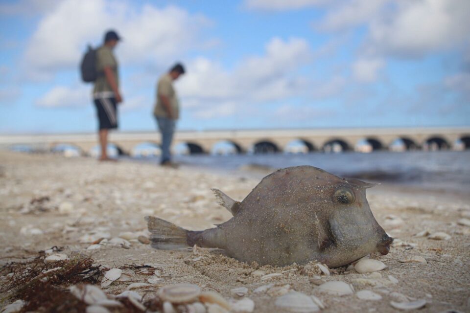 Contaminación de mares, otro factor que acelera el cambio climático