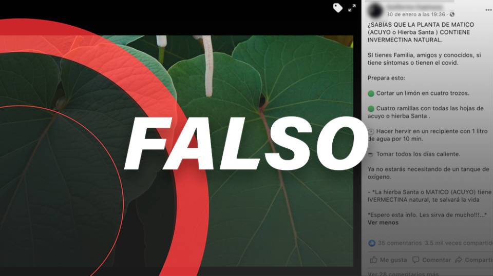 La hierba santa no contiene ivermectina y no hay pruebas de que cure la COVID