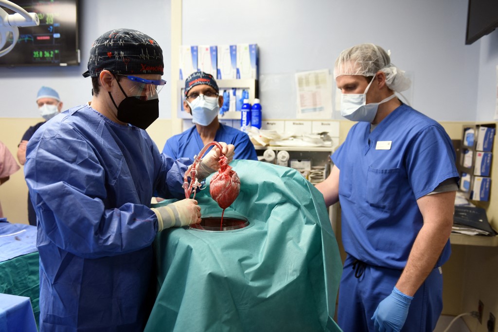 ¡Un nuevo avance médico! Logran el *primer transplante de corazón de cerdo a un humano*