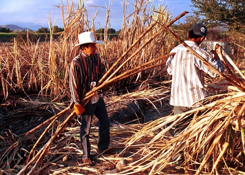 La vida de los jornaleros mexicanos: reciben 100 pesos por trabajar más de 15 horas al día