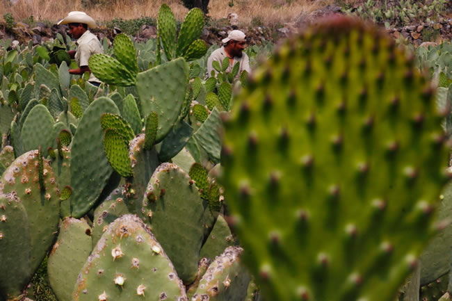 Reforestarán Vietnam… con nopales de Zacatecas
