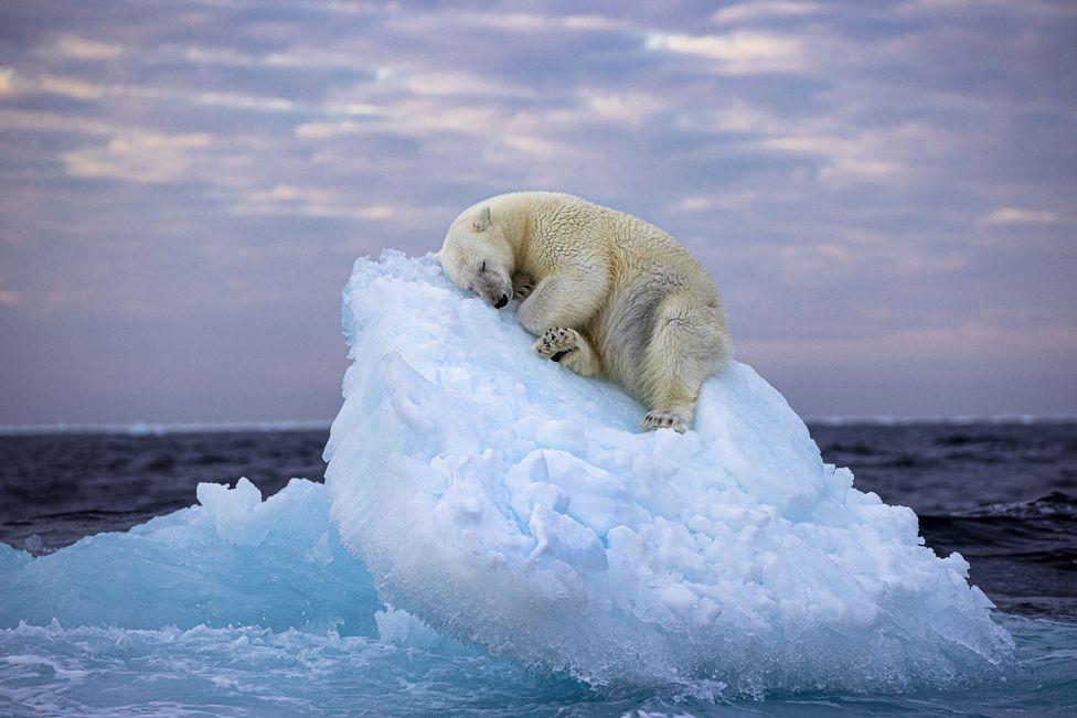 La ‘impresionante y conmovedora’ foto de un oso polar que ganó el Wildlife Photographer of the Year