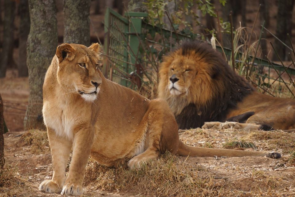 Parques con especies silvestres se quedan sin dinero para alimentar animales...