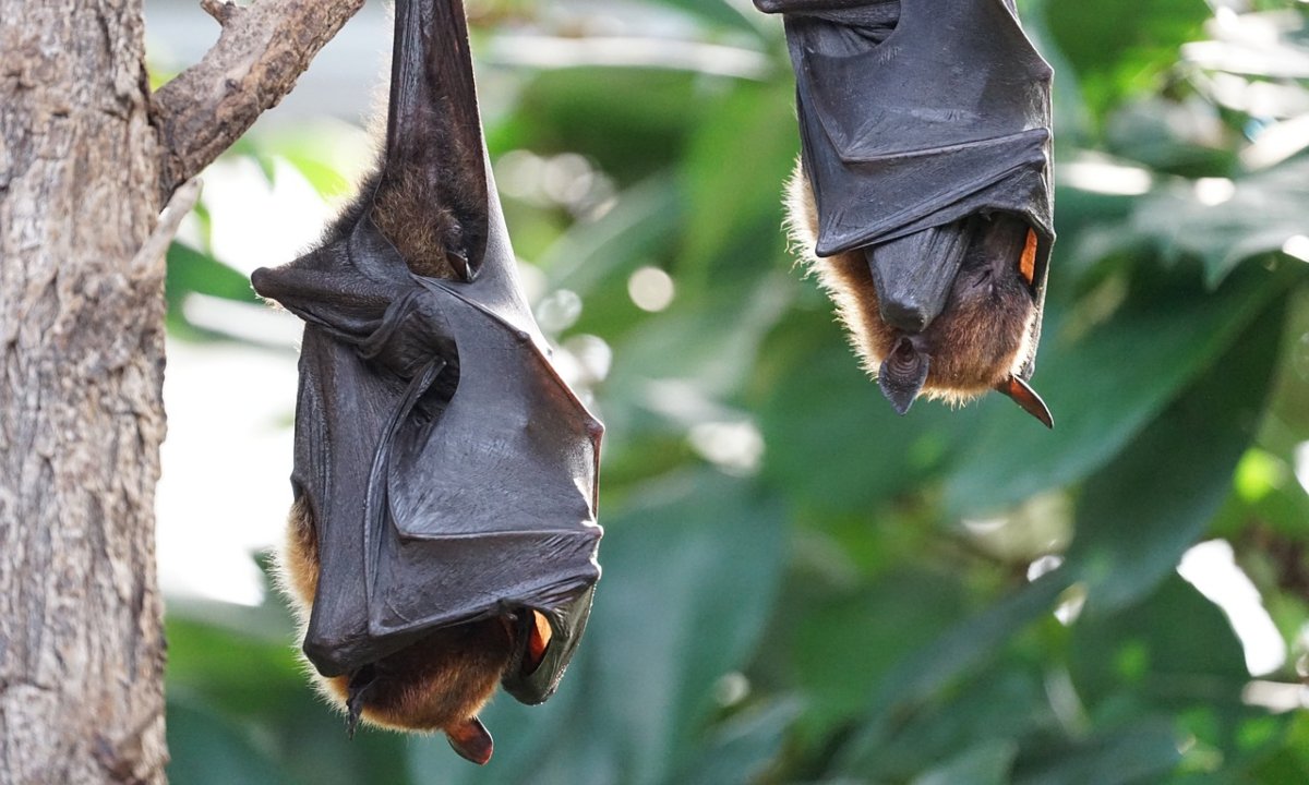 ¿Eres tú, Drácula? *Encuentran restos de vampiro gigante* que vivió hace cien mil años