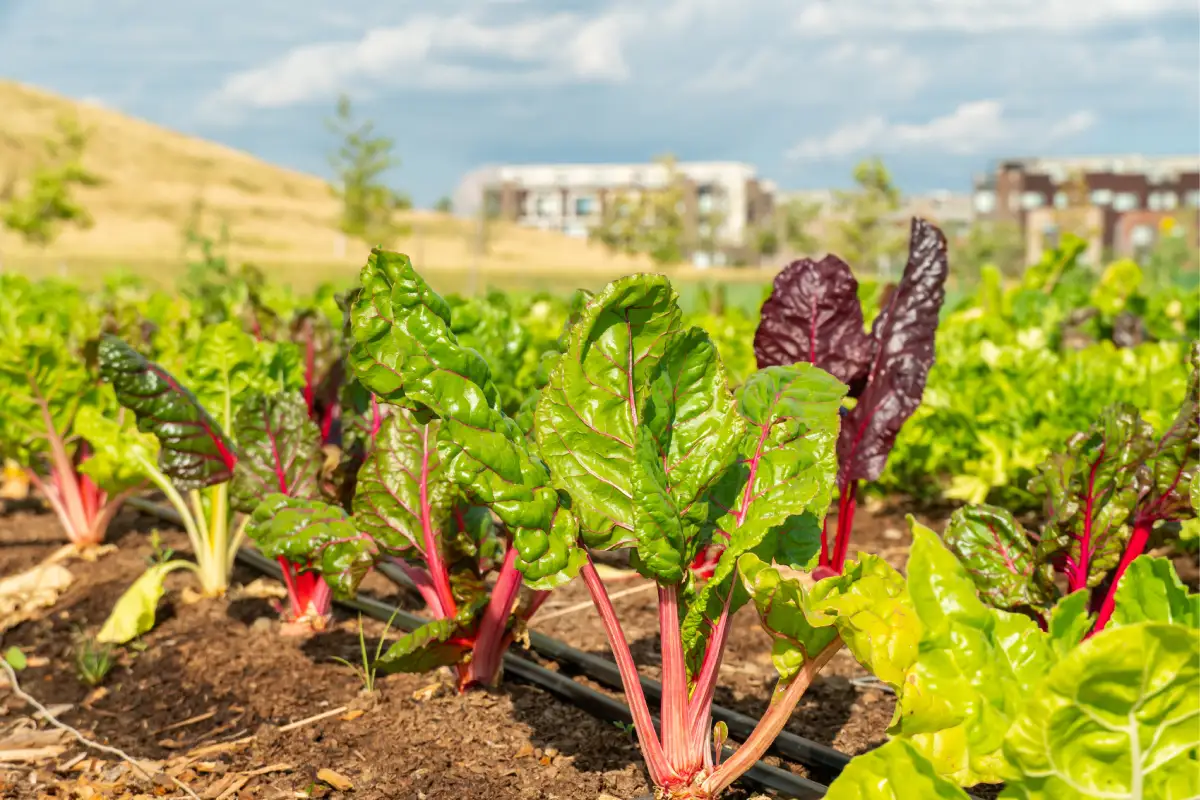 ¿Qué es una hortaliza? Características, tipos y propiedades 