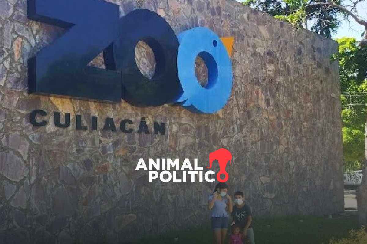 Activistas denuncian malas condiciones en Zoológico de Culiacán tras muerte de león blanco