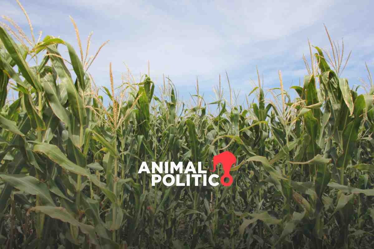 Sequía golpea a economía de agricultores de Baja California Sur: reciben 4 pesos por producto de 15