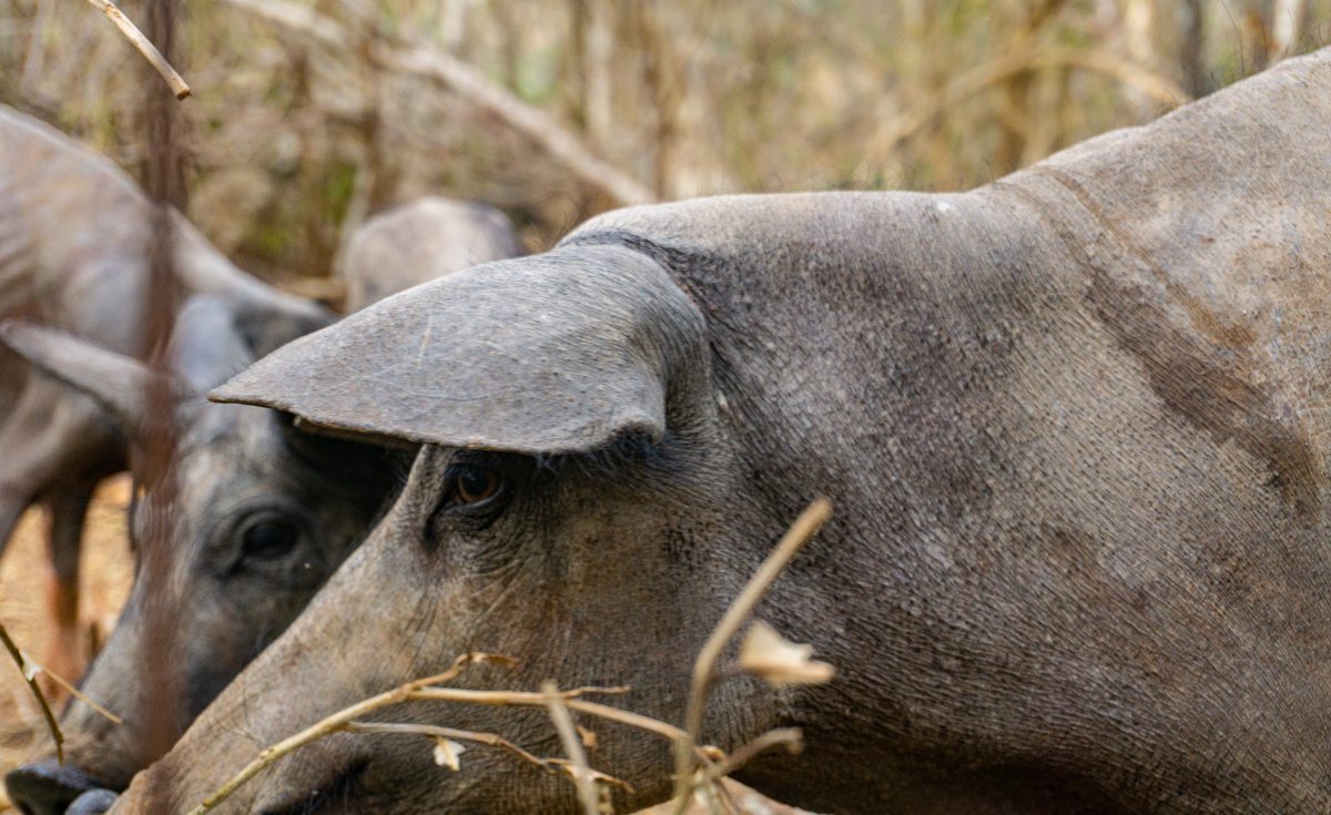 Al rescate del cerdo pelón endémico de Yucatán, el alma de la cochinita pibil